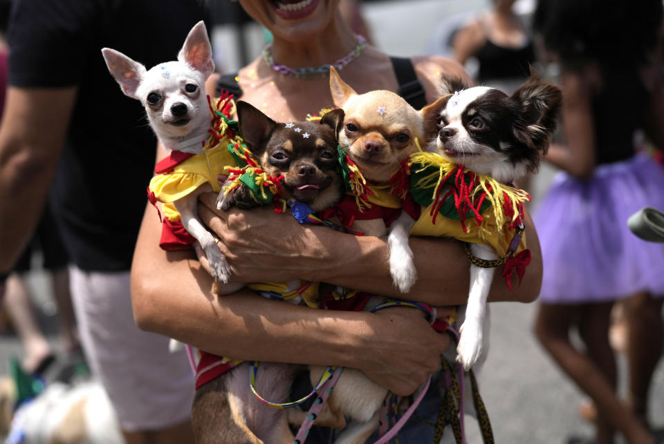 An owner holds her costumed pets during the "Blocao" dog carnival parade, in Rio de Janeiro, Brazil, Saturday, Feb. 18, 2023. (AP Photo/Silvia Izquierdo)