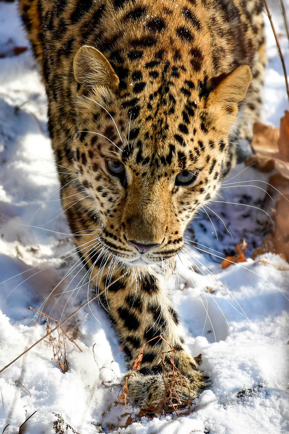 7) Amur Leopard