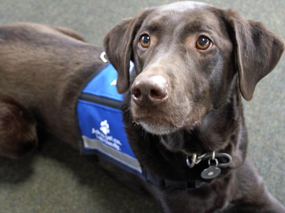 A stock photo shows a service dog wearing a vest. A recent study at the University of Saskatchewan followed four Canadian veterans over a 16-month period while they were paired with service dogs to help them cope with post-traumatic stress disorder, substance use and suicidal ideation. (Shine Caramia/Shutterstock - image credit)