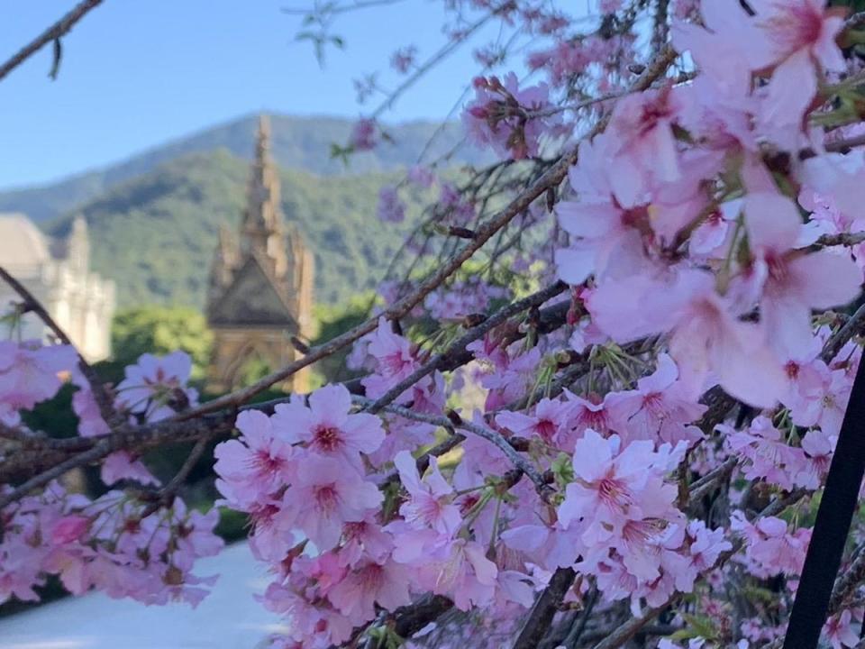 即使先前已造訪過「西班牙海岸」，配上櫻花盛開畫面又有不同美感。