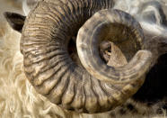 <p>A ram stands in an enclosure at the animal market in Brnica, Kosovo, Friday, Sept. 1, 2017. (Photo: Visar Kryeziu/AP) </p>