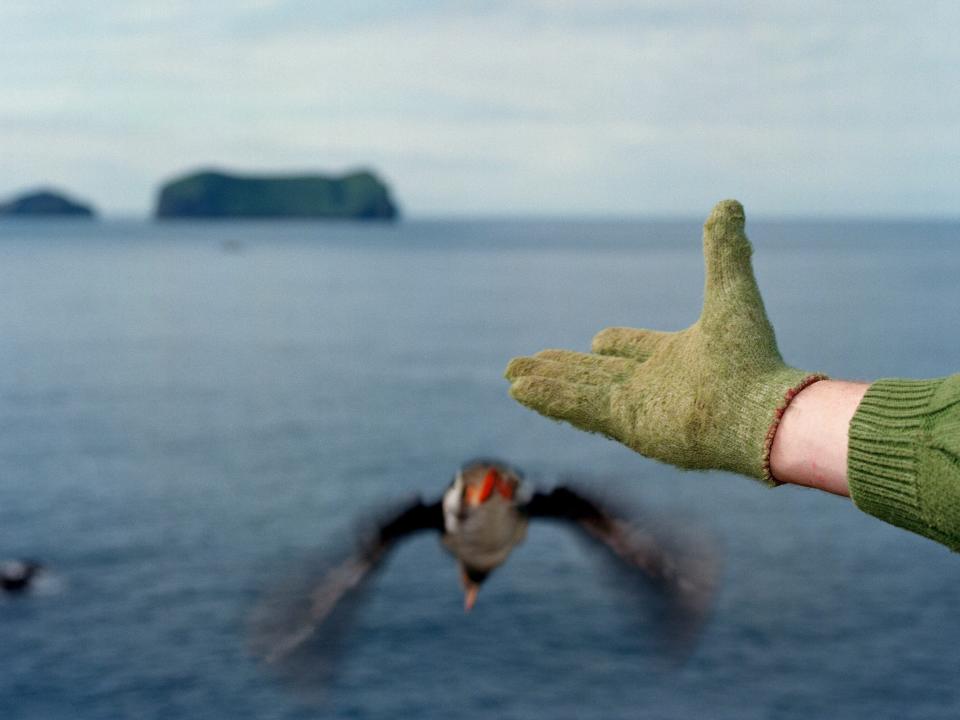 A green gloved hand throws a puffin into the air in Iceland.