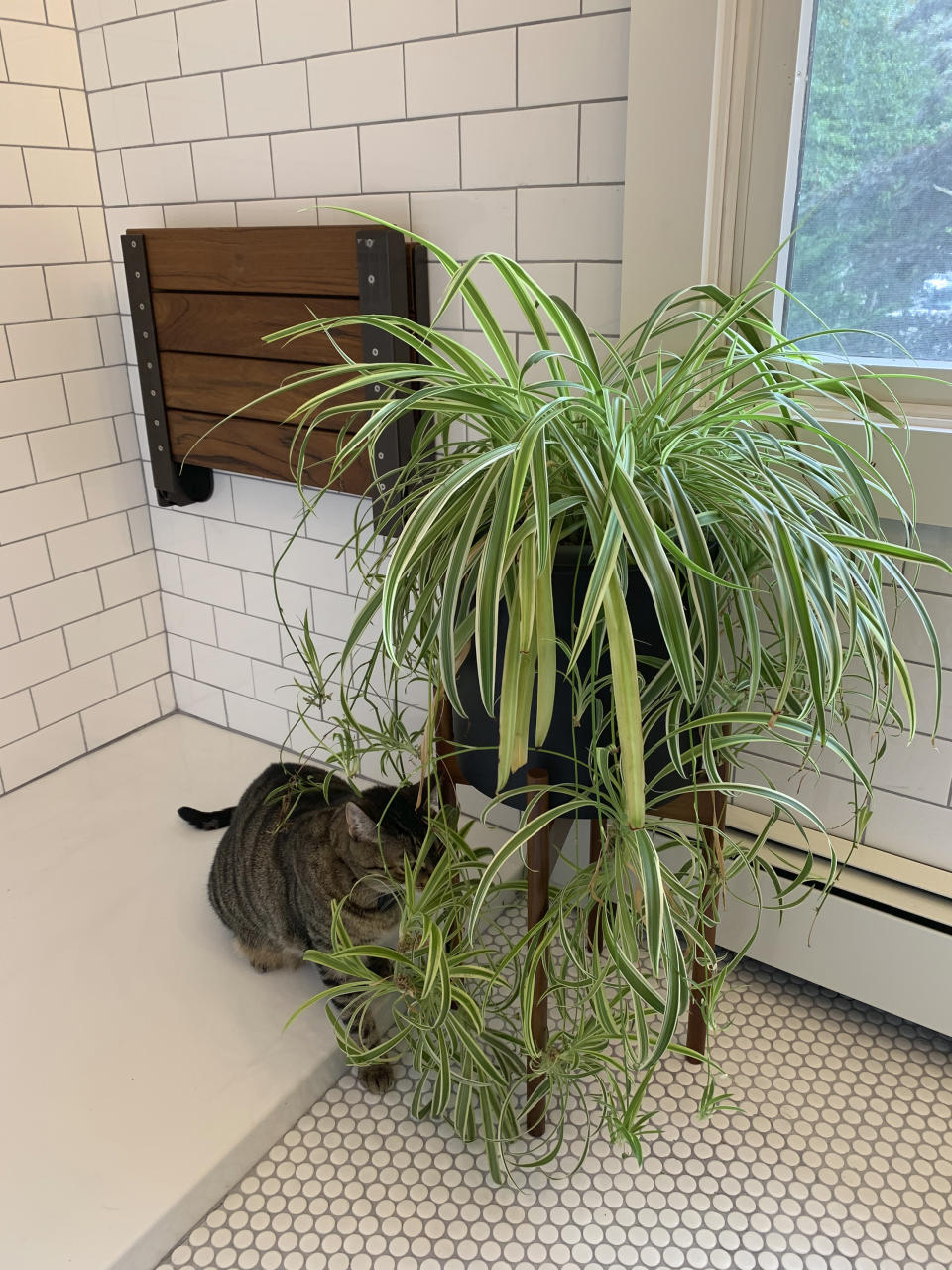 This August, 2020, photo provided by Jessica Damiano depicts a cat examining a spider plant. According to the ASPCA, spider plants are nontoxic to both dogs and cats and are considered safe options for plant-loving pet owners. Still, the organization warns, ingesting even nontoxic plants can cause some gastrointestinal distress. (Jessica Damiano via AP)