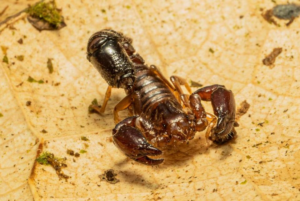 A Troglotayosicus akaido, or akaido scorpion.