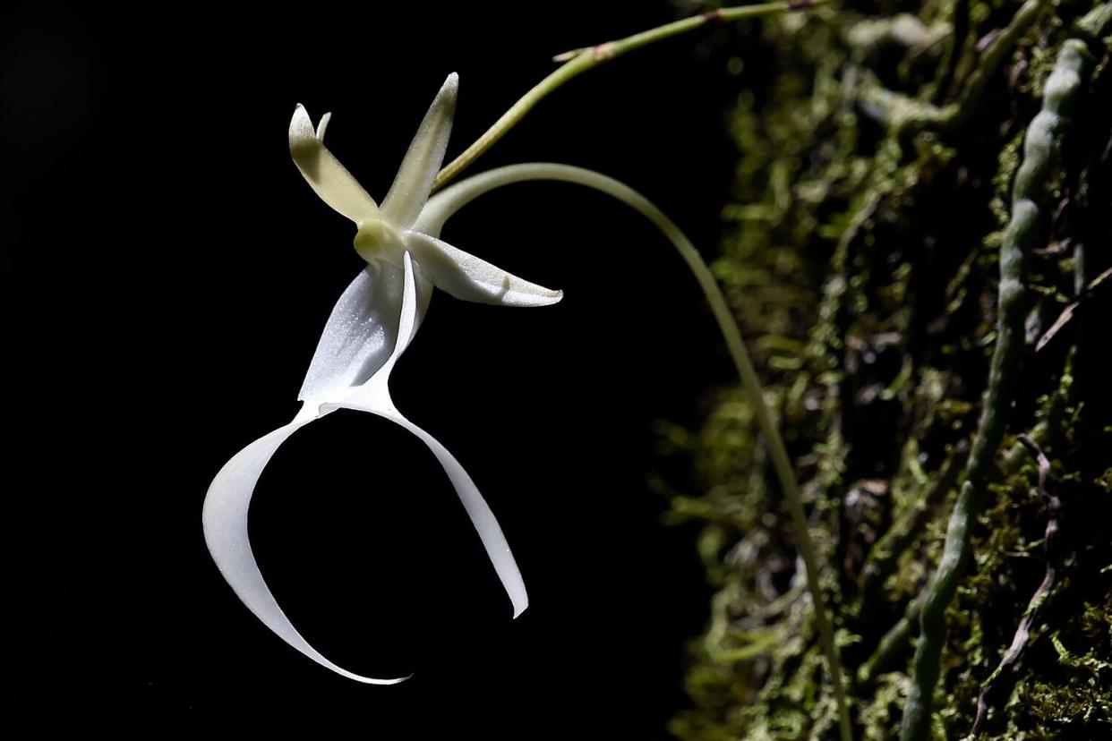 An uncommonly found and endangered twenty year old Ghost Orchid blooms for only the second time in the swamp at Fakahatchee Strand Preserve State Park in Copeland, Florida on June 29, 2016. Scientists and researchers have been growing the orchids, native to Florida and Cuba, in labs with hopes of reintroducing the endangered species into the wild.