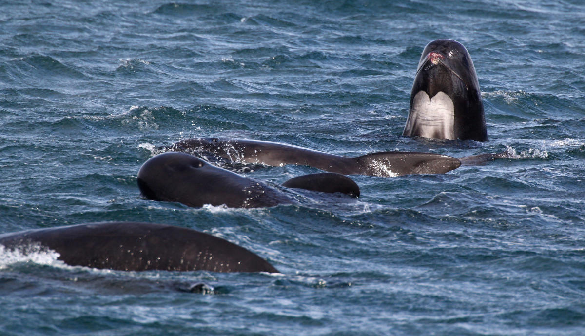 Mass pilot whale stranding on Isle of Lewis is 'biggest one ever in  Scotland' with 55 dead