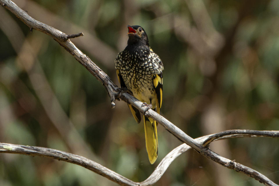 This 2016 photo provided by Murray Chambers shows a male regent honeyeater bird in Capertee Valley in New South Wales, Australia. The distinctive black and yellow birds were once common across Australia, but habitat loss since the 1950s has shrunk their population to only about 300 wild birds today. (Murray Chambers via AP)