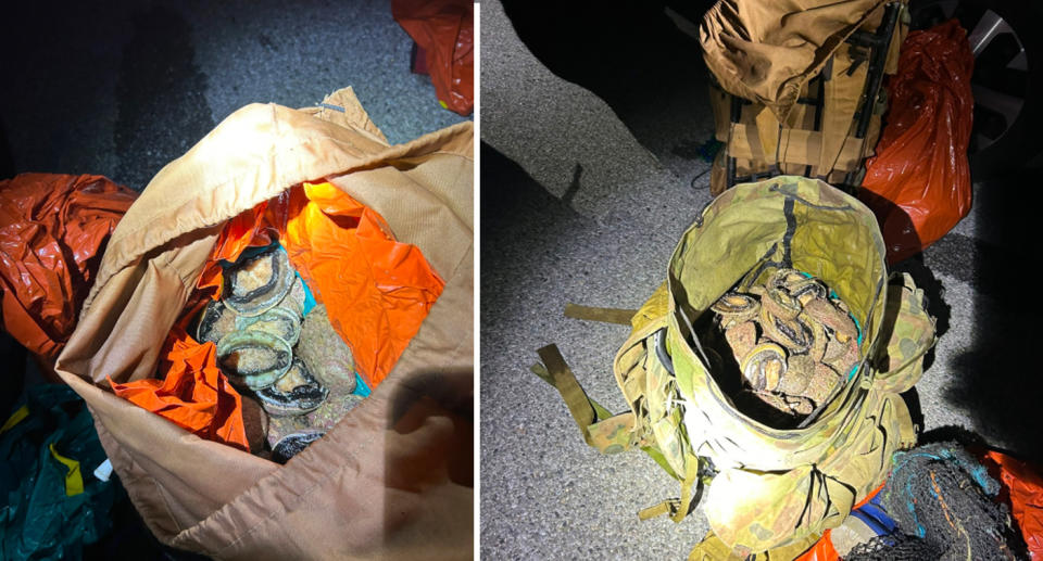 Police allegedly found large quantities of abalone stuffed inside two backpacks. Source: South Australia Police