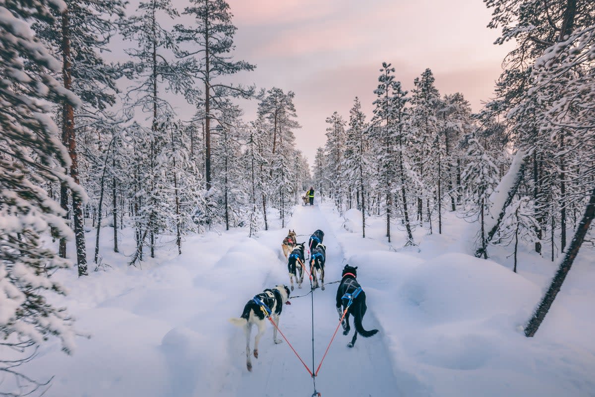 Sledding excursions are available all over Lapland (Getty Images)