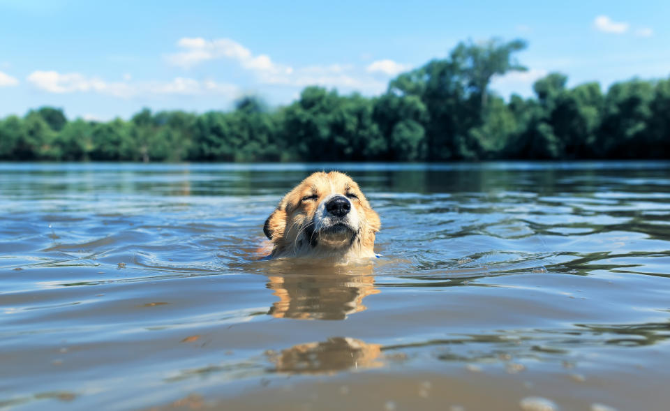 Dogs can become exhausted while they're in the water so make sure you keep an eye on them.  (Photo via Getty Images)