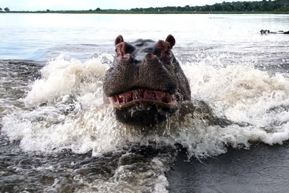 Angry hippo charges terrified tourists on safari in Botswana