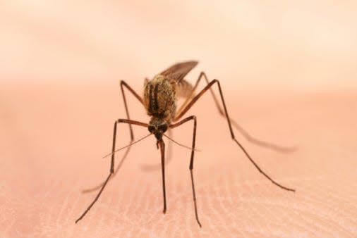 Mosquitos carry the West Nile virus and can transfer it to humans in a bite.