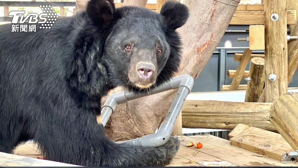 壽山動物園設計的覓食玩具 黑熊玩得超萌