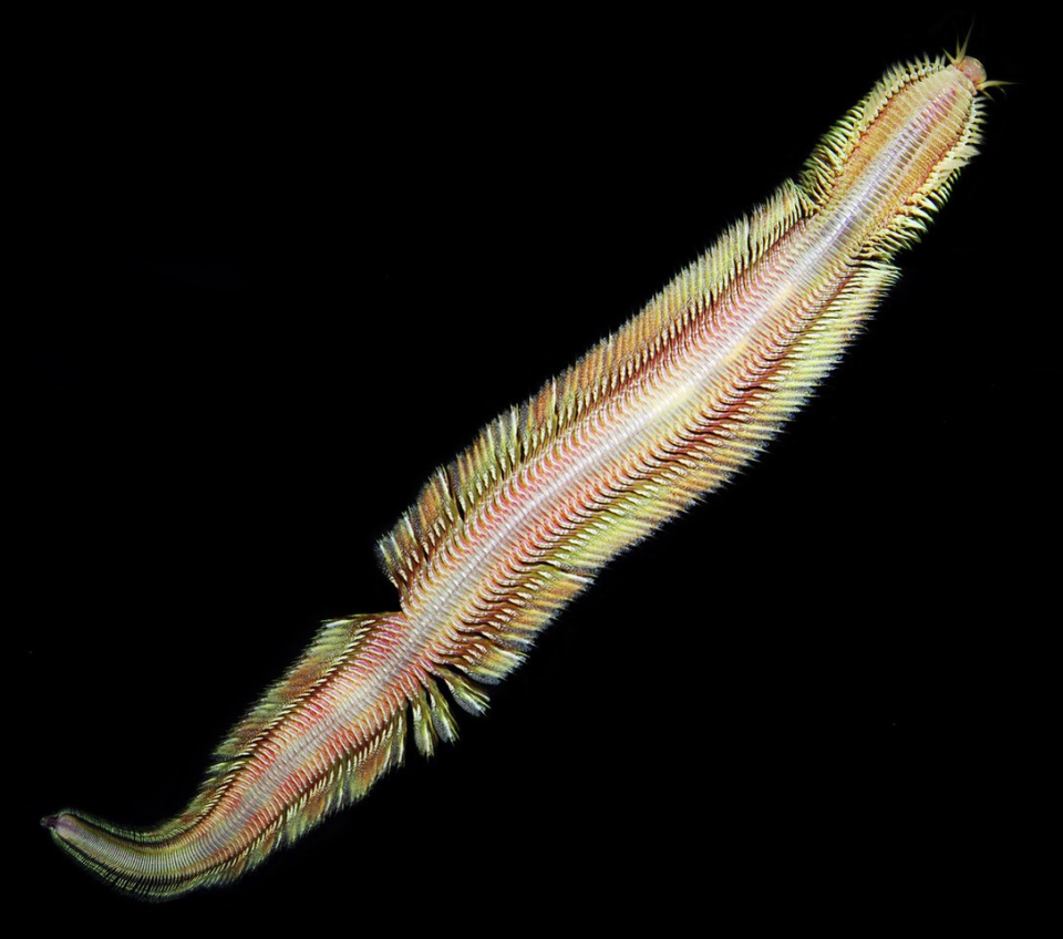 A live male specimen of the new species of deep-sea worm, named Pectinereis strickrotti, is shown. The worm is named after submersible pilot and Falmouth resident Bruce Strickrott, of Woods Hole Oceanographic Institution, who helped discover it. The worm's feathery appendages are called parapodia and carry the worm’s gills.