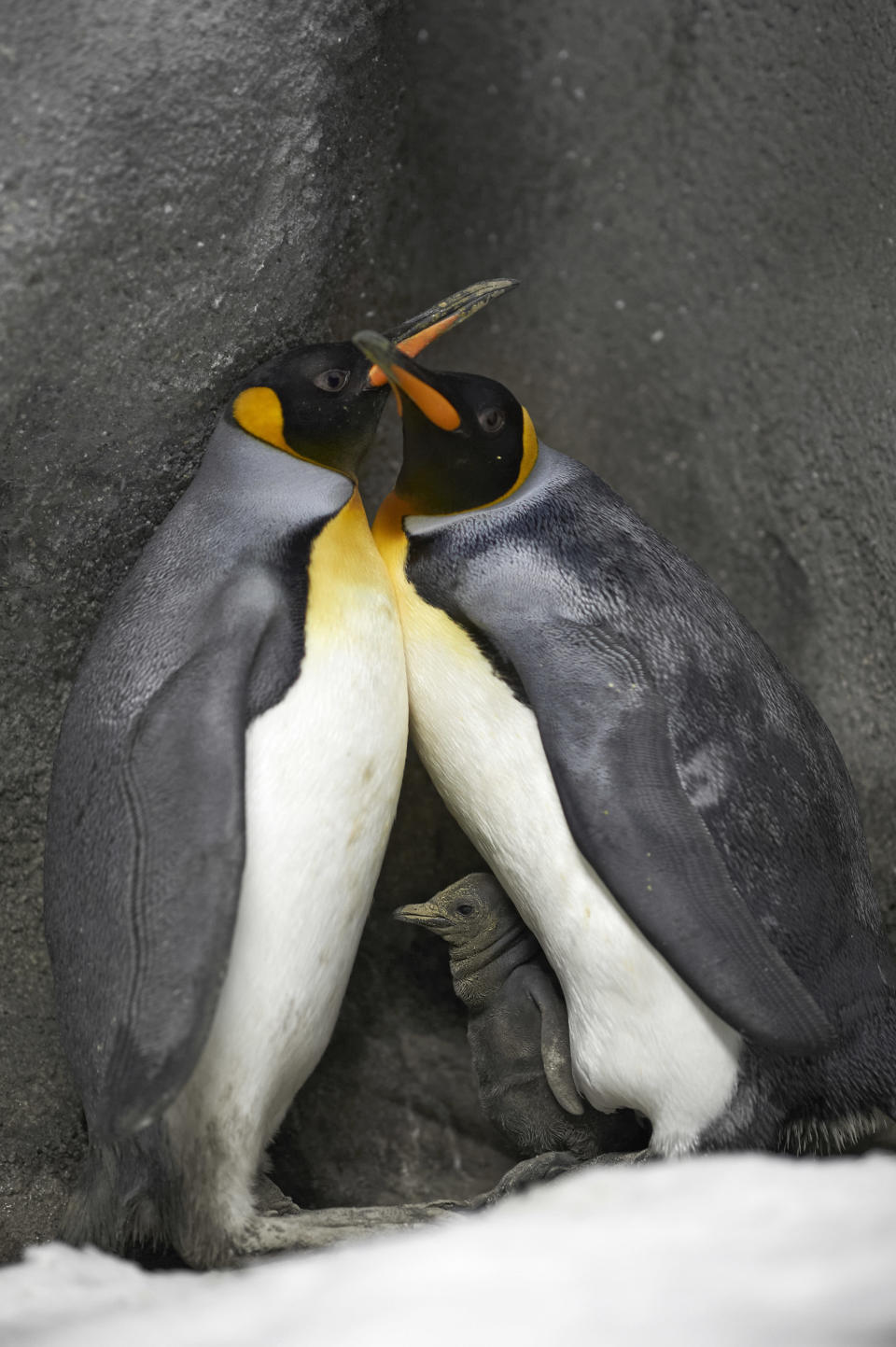 Gay King Penguins with new baby