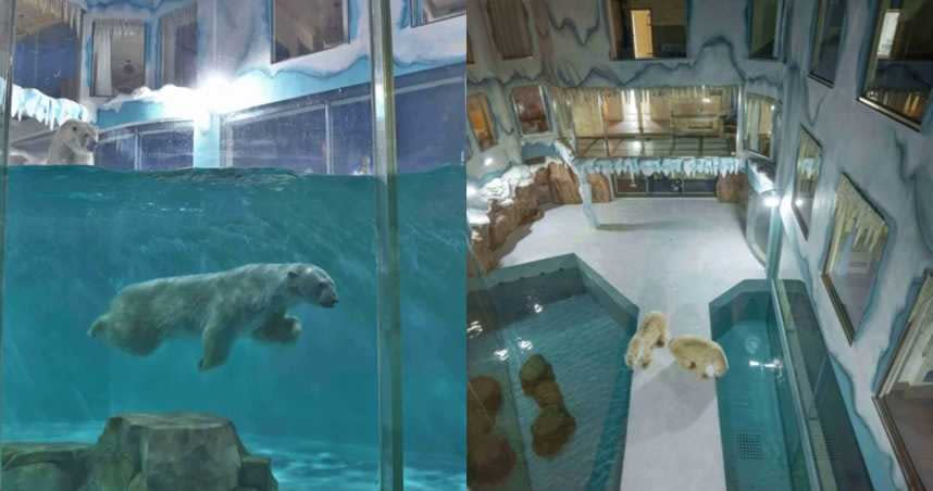 哈爾濱一家酒店推出與北極熊共眠的活動，遭到動保人士大力抨擊。（圖／取自Harbin Polarland，下同）