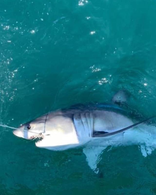 Great white shark caught off Seaside Heights, New Jersey coast by sport  fishermen - 6abc Philadelphia