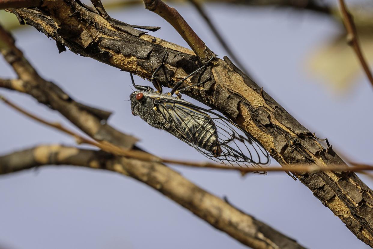 Redeye Cicada on a tree at Gigerline Nature Reserve, ACT on a spring morning in November 2020