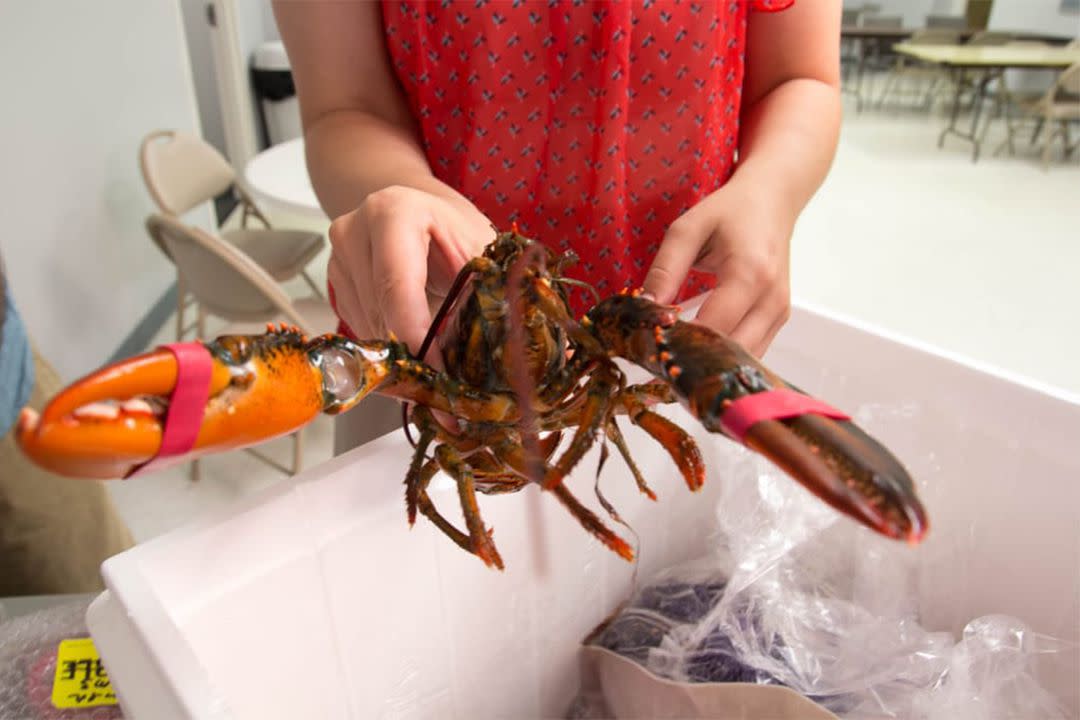 maine lobster in hands