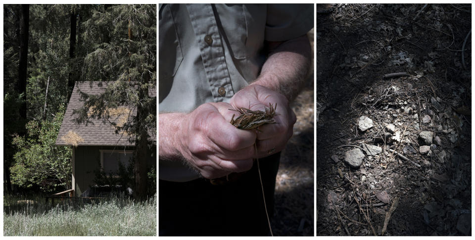 Drought and buildup of dry pine needles and other hazardous fuel increase the risk of catastrophic wildfire to communities like Big Bear Lake. (Gabriella Angotti-Jones for NBC News)