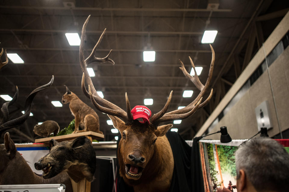 A "Make America Great Again" hat hangs on the&nbsp;mounted head of an animal on&nbsp;Friday.