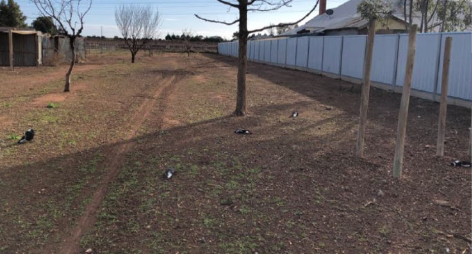 A backyard with dead magpies.