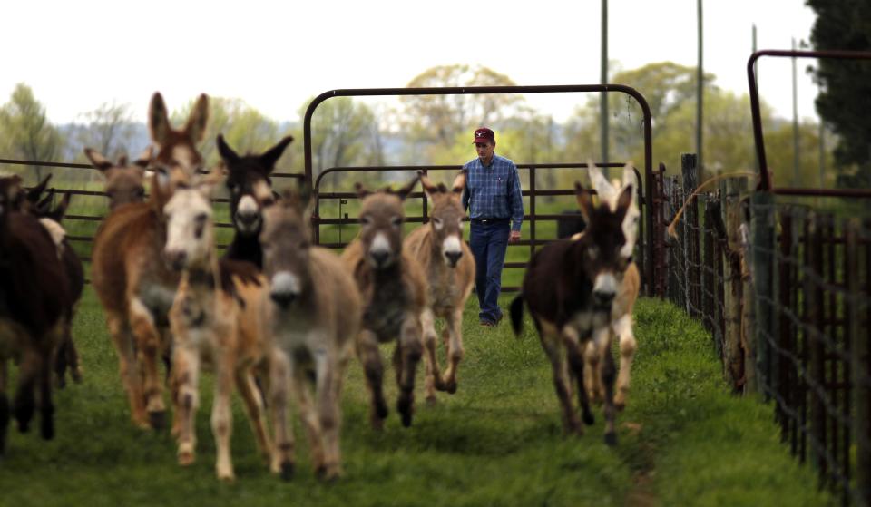 Abandoned donkeys recovered by Keith Gantt, background, and his wife Karla Gantt are seen in Athens, La., Friday, March 16, 2012. Prolonged drought in the southern plains coupled with the nation’s economic slump has taken a heavy toll on the humble donkey. Across east Texas and north Louisiana, farmers whose grazing land has dried up have sold off herds of cattle, putting livestock-tending donkeys out of work and making it too expensive to keep those bought as pets or for other reasons. In the north Louisiana town of Athens, Keith Gantt, who rounds up loose livestock for the Claiborne Parish Sheriff's Office, has hundreds of donkeys he can't give away. He’s had some for two years. (AP Photo/Gerald Herbert)