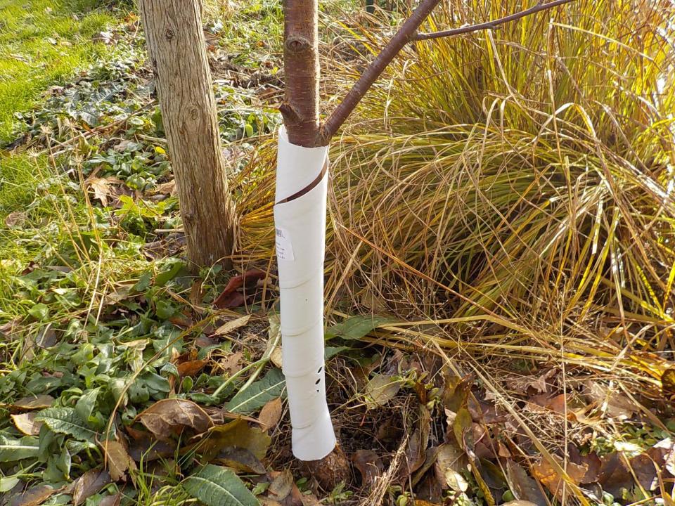This tree guard keeps voles from damaging young trees.