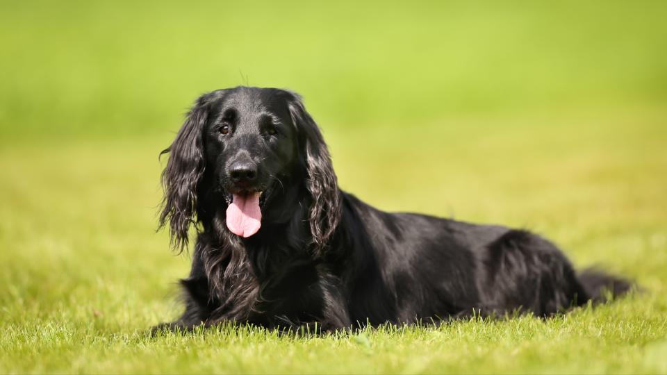 Flat Coated Retriever