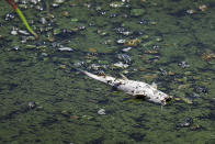 <p>A dead fish is shown floating in algae on the St. Lucie River in Stuart, Fla., July 11, 2016. (Photo: Joe Raedle/Getty Images) </p>