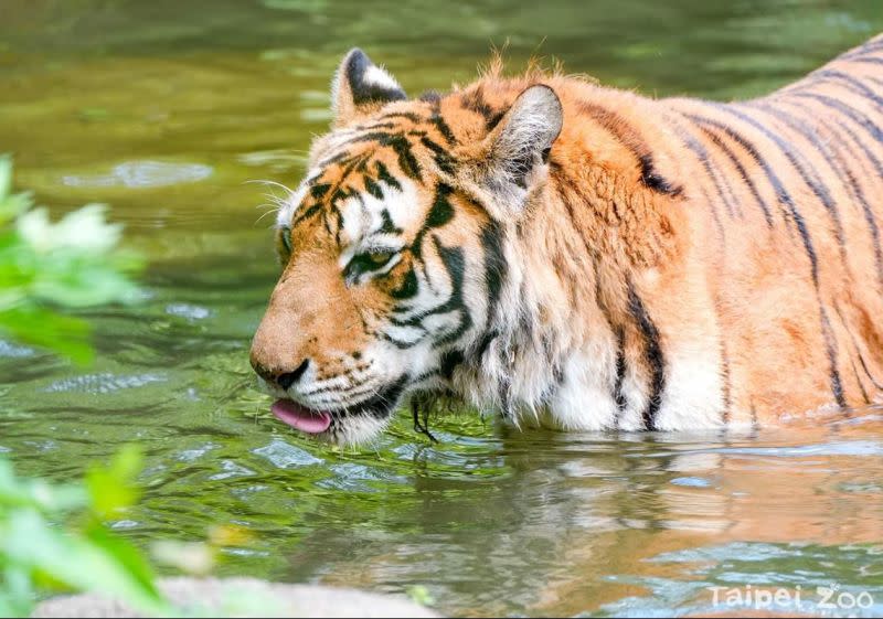 ▲網路調查顯示，「老虎」的聲量最高。（圖／取自Taipei Zoo臺北市立動物園）