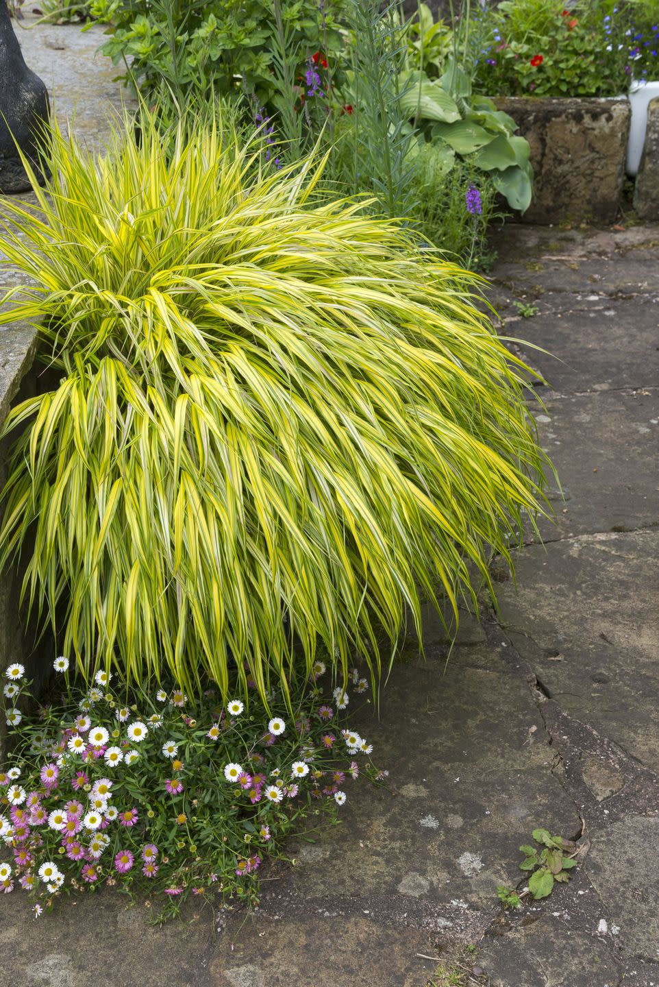 hakonechloa macra aureola growing in a pot on a patio