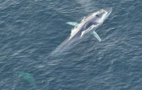 <p>Fin whale swimming inside the monument. (Photo: New England Aquarium’s Anderson Center for Ocean Life aerial survey of Northeast Canyons and Seamounts Marine National Monument, November 2017) </p>
