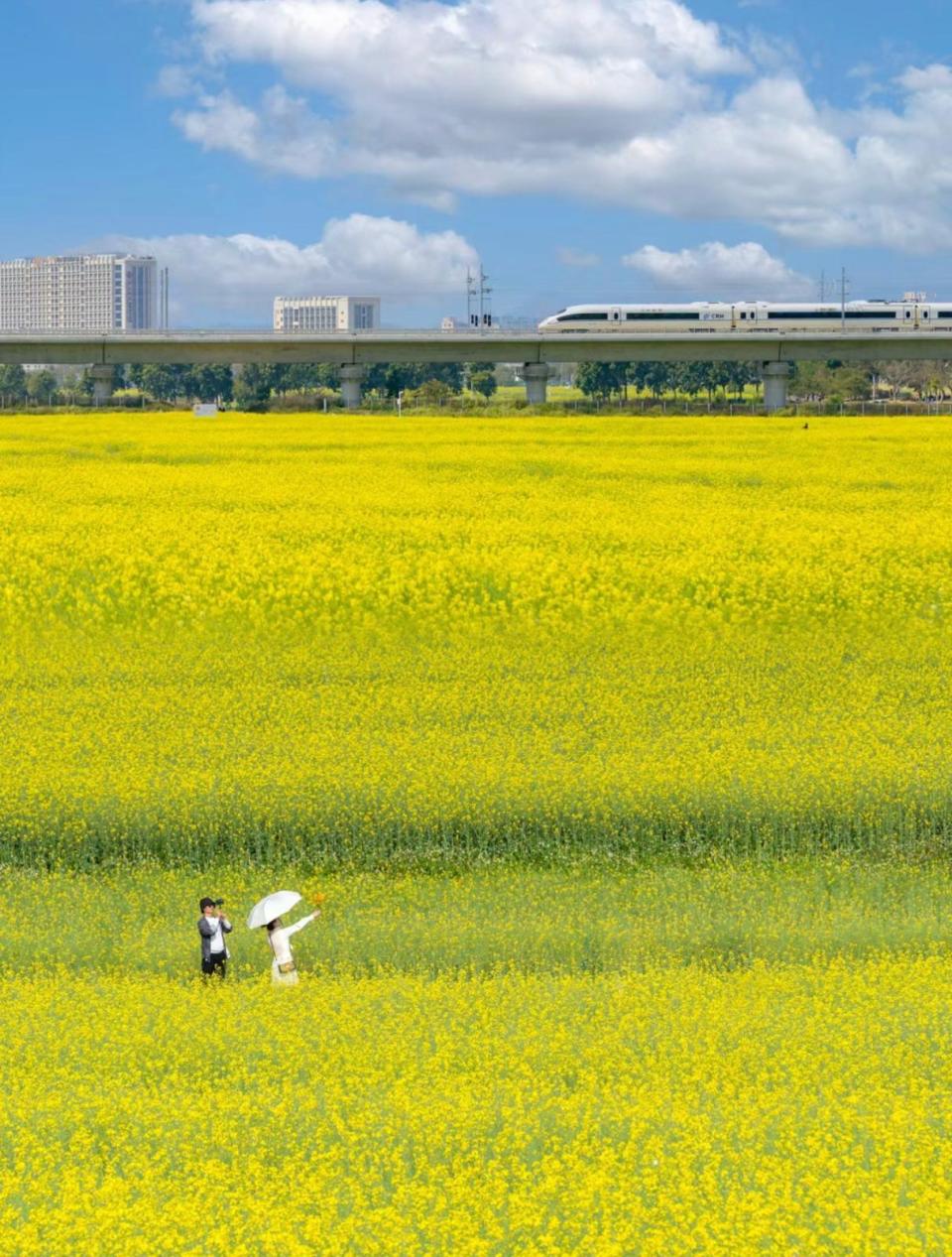 深圳好去處｜光明區過千畂金黃色油菜花田盛開！免費入場 彩色小火車穿梭花海 附最佳觀賞時間、交通方法