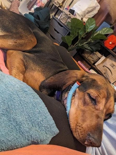 Atley, a female coonhound, recovers at her foster home after being shot at least twice Feb. 9 in Shawano County.