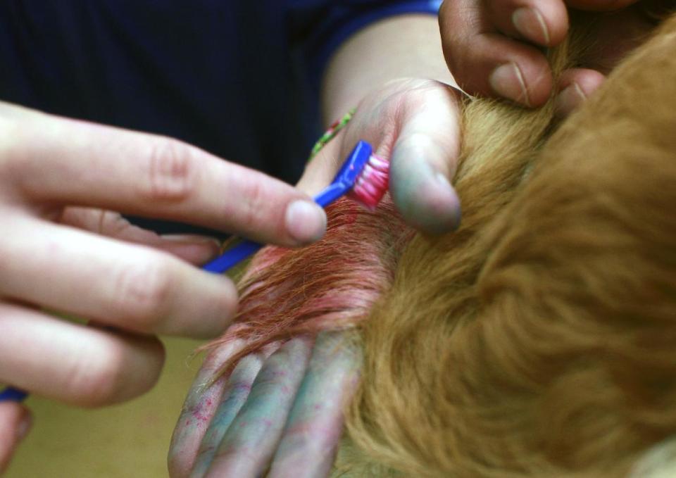 In this Friday, Dec. 13, 2013 photo, groomer, Michelle Boch, from Clarkstone, Mich. chalks the tail of Sugarplum, a 2 year old Dachshund mix, at PetSmart in Culver City, Calif. Birthdays are the most popular occasion for chalking, said groomer and PetSmart salon project manager, Megan Mouser, in Phoenix. Sports team colors are also in demand, she said. (AP Photo/Richard Vogel)