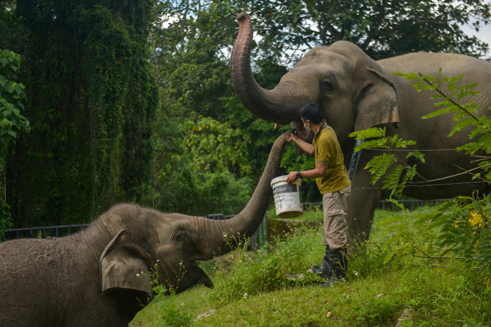 The reopening will provide a vital lifeline for Zoo Negara that has been struggling for funds for most of 2020 as a result of the Covid-19 pandemic. — Picture by Miera Zulyana