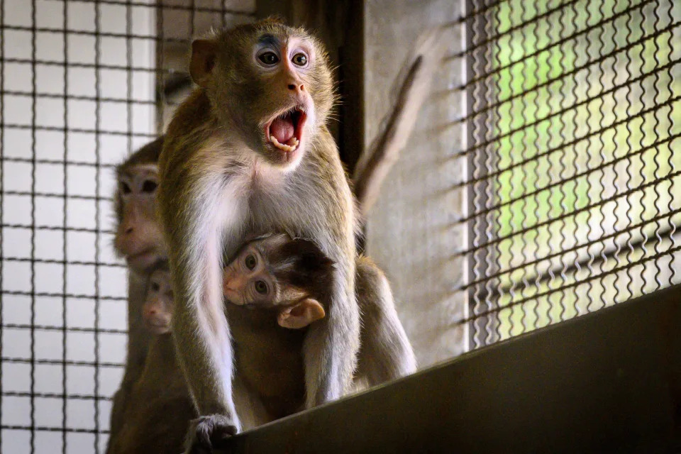 Monkey business: Furious neighbors slam plans for research center housing 43,000 primates next to their Texas properties