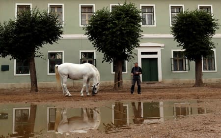 An employee of The National Stud Kladruby nad Labem leads a horse at a farm in the town of Kladruby nad Labem