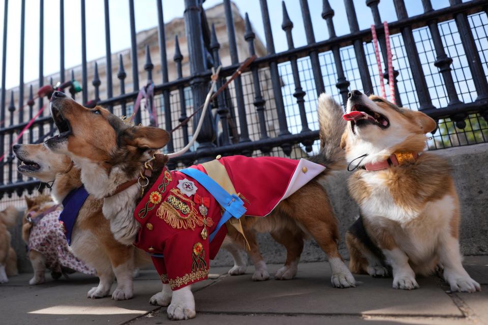 Around 20 corgi enthusiasts dressed up their pets in crowns, tiaras and royal outfits and paraded them outside the palace in central London on Sunday to pay tribute to Elizabeth, a well-known lover of the dog breed.