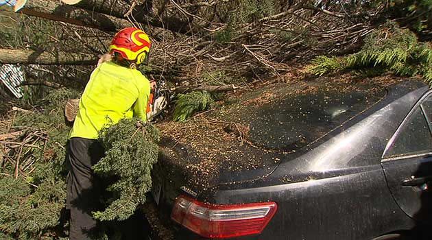 SES volunteers work to clear this tree which had fallen onto a car at Pasadena. Photo: 7News.