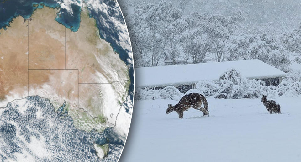A Weatherzone map, left, shows a cloud band across eastern Victoria and NSW. Right:  Kangaroos in the snow between Jindabyne and Berridale. Source: Weatherzone/Phil Richmond.