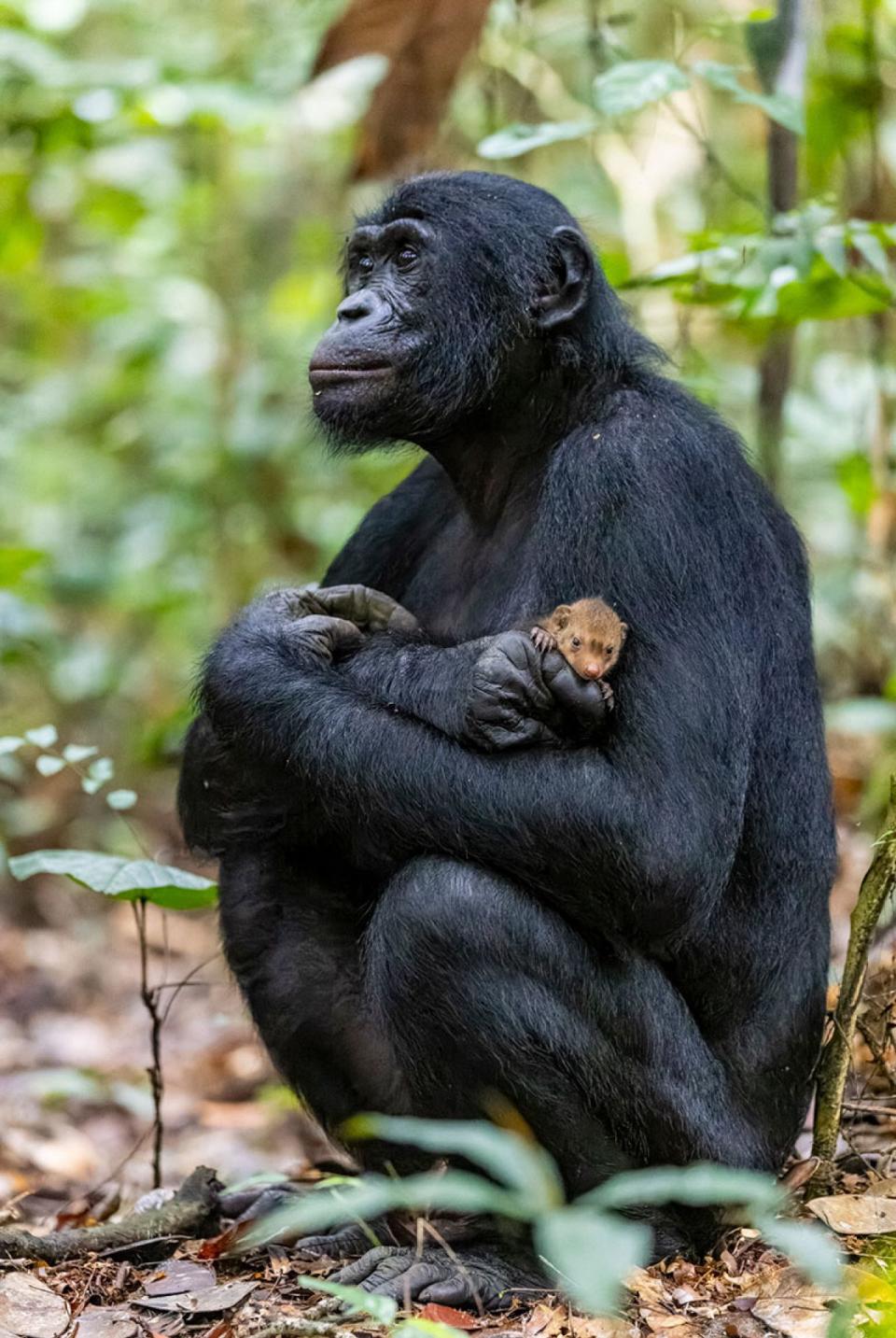 Credit: Nature inFocus Awards / Christian Ziegler