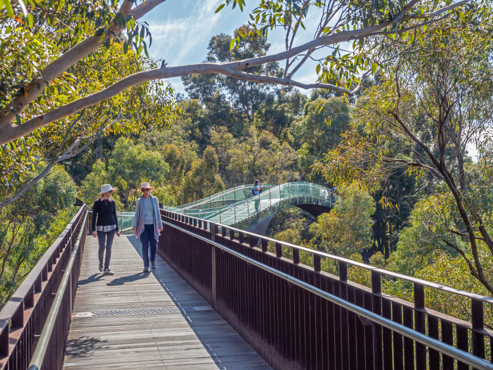 Perth, Australia - September 9, 2022: Two unidentified women walking among the eucalypt treetops on the 52-metre glass-and-steel elevated bridge on the Lotterywest Federation Walkway in Kings Park in Perth, Western Australia.