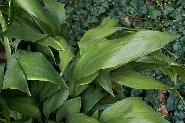 Aspidistra elatior