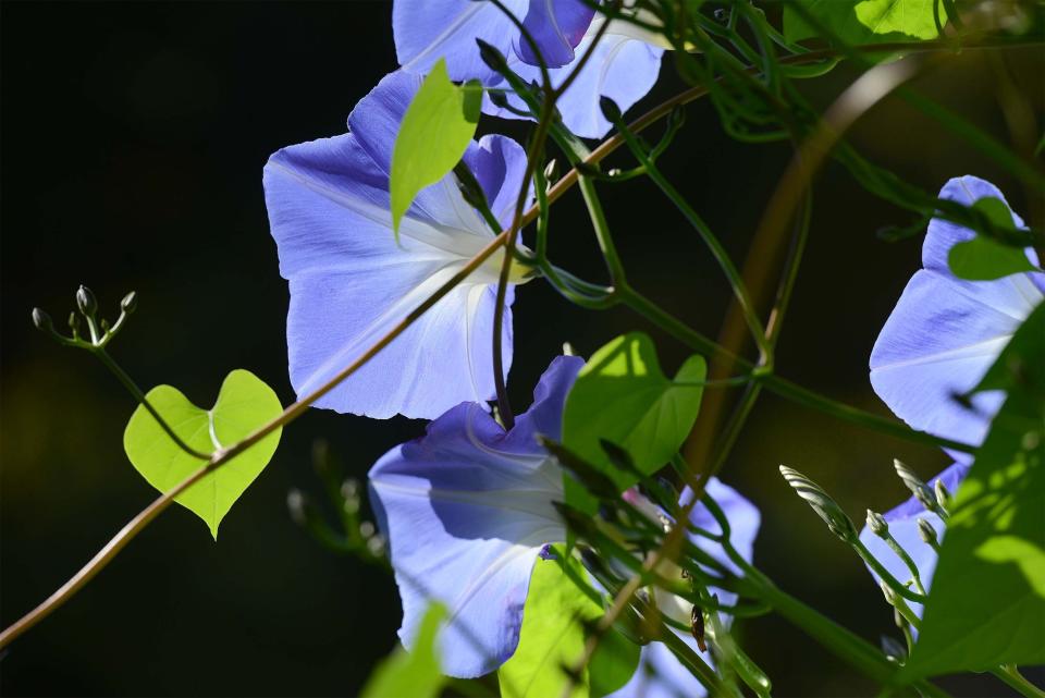 A wall full of morning glory blooms reach out to the rising sun on another great October weather day.