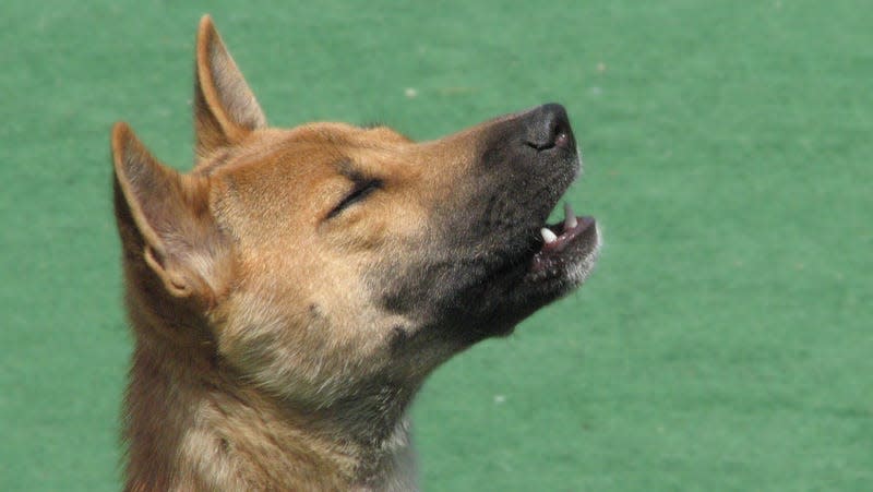 A captive New Guinea singing dog, mid-song.