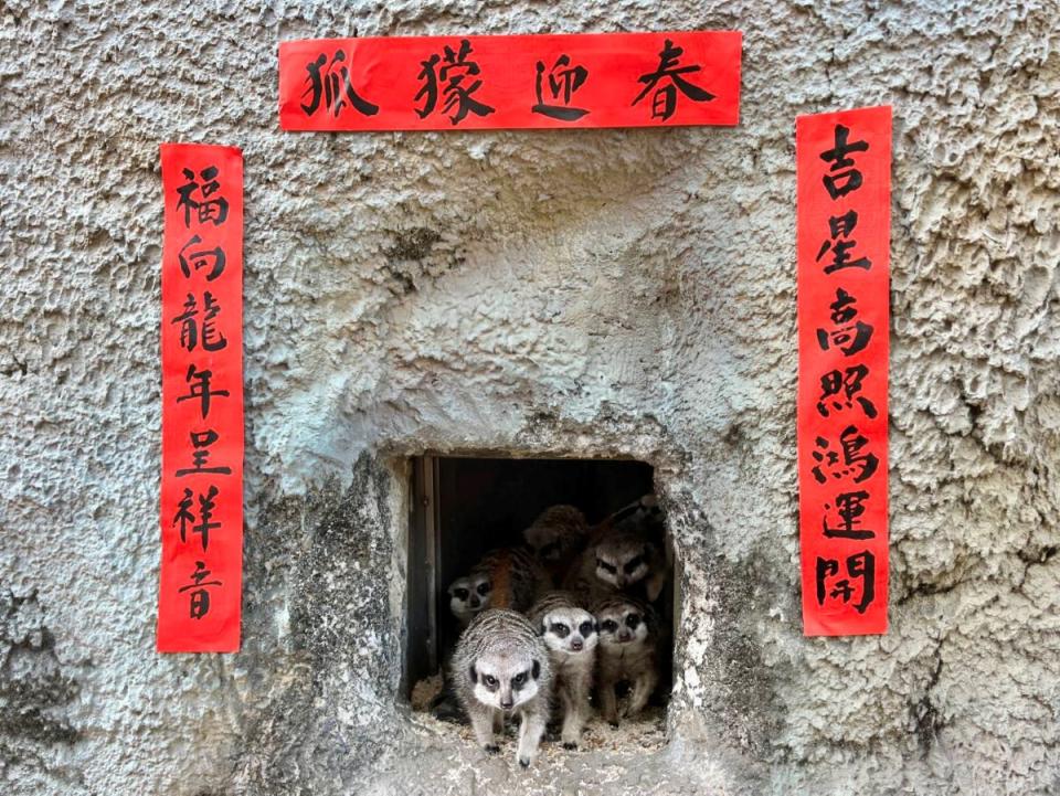 志工親筆揮毫，寫了一幅春聯貼在狐獴家門口，相當應景。（圖：壽山動物園提供）