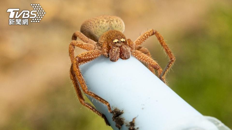 徽章獵人蛛有毒，但不會對人類造成太大危害。（圖／shutterstock 達志影像）