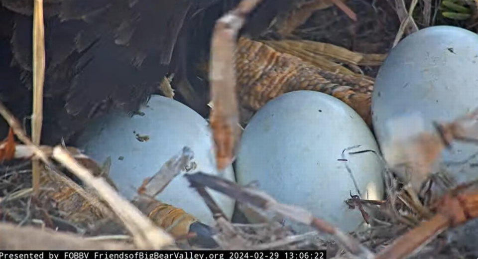 Jackie and Shadows’ three eggs are pictured on Feb. 29.